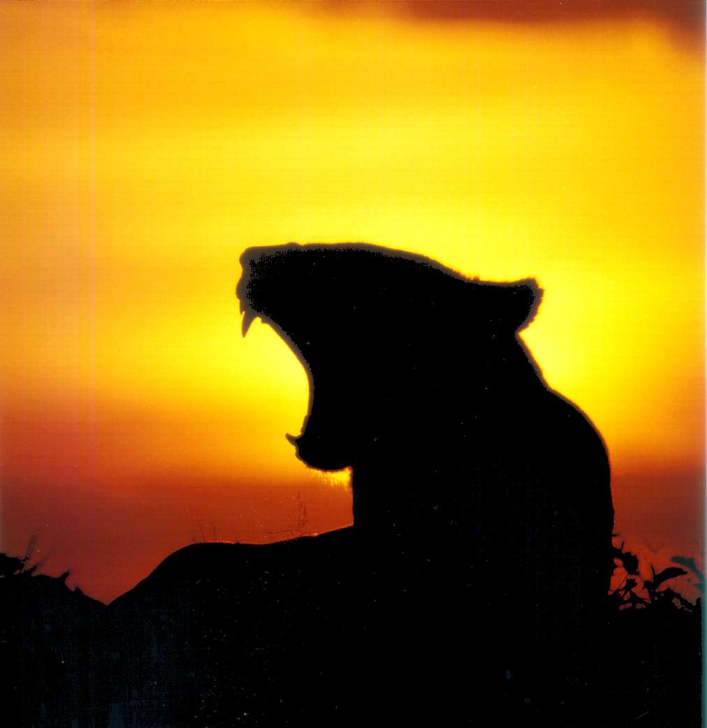 Lioness in front of sunset, 2001, by Thomas R. Wilke