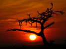 Sunrise in Amboseli