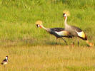 Crowned cranes with three chicks