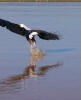 Fish eagle catching a fish