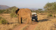 Mother elephant with child crosses our way.