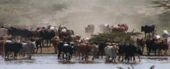 Maasai cattle along the way