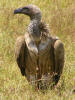 Two different species of vulture