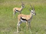 Thompson's gazelles
