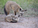 Bat-eared foxes