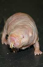 Naked mole-rat, close-up. Photo: Paul Thomson