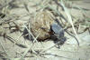 The dung beetle