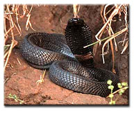 Naja nigricollis, black spitting cobra