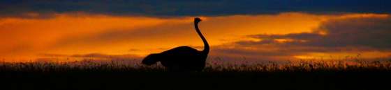Ostrich at sunset