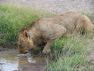 Young adult male lion drinking