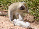 Vervet monkey mother with her dead child