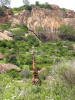 Giraffe in a typical Tsavo West landscape