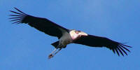 Marabu stork