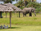 Elephants in the camp