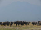 Buffalos in front of Kilimanjaro