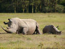 Rhino mother with child warming up in the morning sun