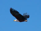 Fish eagle
