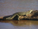 A crocodile basking in the sun