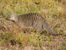 Banded mongoose, one of the two mongoose species we've seen