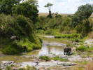 Elephant bulls in Talek River