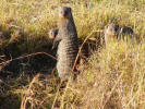 Banded mongoose, one of the two mongoose species we've seen