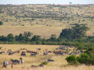 Herds of Zebra, Topi, and some gazelles carefully moving to the river to drink
