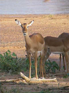 Impala ruminatingwatch its chewing and its neck