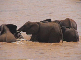 Elephants bathing in Samburu River