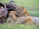 Lions eating a buffalo