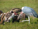 Marabu stork tries in vain to get his share