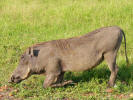 Warthog eating grass