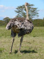 Somali ostrich female