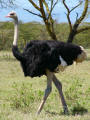 Somali ostrich male