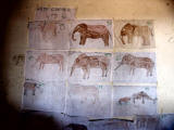 Art corner with elephant paintings - note the collared elephant in the upper left.