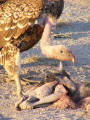 Vulture eating baby wildebeest
