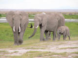 Elephants at the swamp
