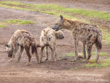 Hyaena mother with kids