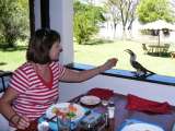 Lunch in the Lake Baringo Club with a hornbill