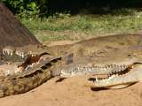 Crocodiles on the river bank