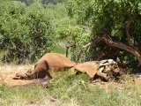 Elephant that escaped his killers, but did not survive for long
