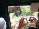 Photographing elephants