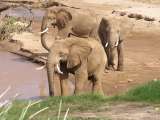 Elephant bulls at the bank of Samburu river