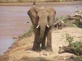 River views: young elephant bull