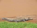 River views: large crocodile