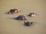 Hippos in Talek River