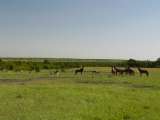 Scenery with Topis, Impalas, Grant's gazelles, and Thompson's gazelles