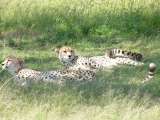 The two cheetahs