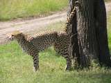 Male cheetah, marking his territory
